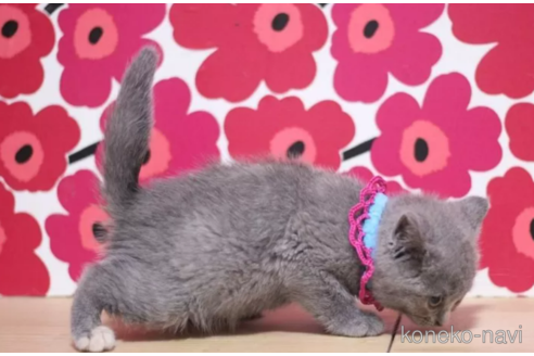 成約済の東京都のブリティッシュショートヘア-100755の2枚目